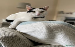 British Shorthair cats for sale: 2 loving beautiful cats  - Image 6
