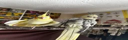 Cockatiels birds for sale: two cockatiels looking for rehoming in Crewe - Advert 10