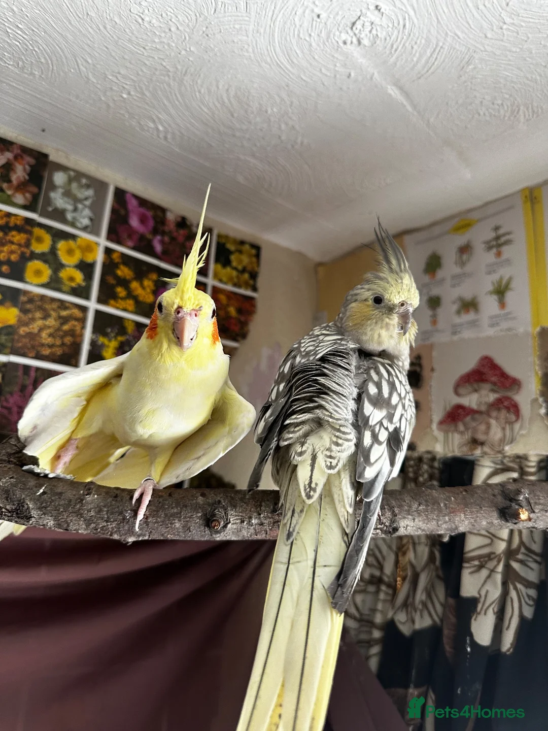 Cockatiels birds for sale: two cockatiels looking for rehoming in Crewe - Advert 10