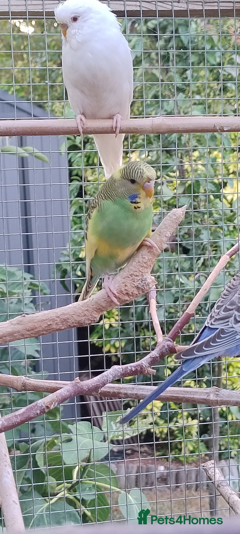 Budgerigars birds Baby budgies, easily tamed  - Advert 8