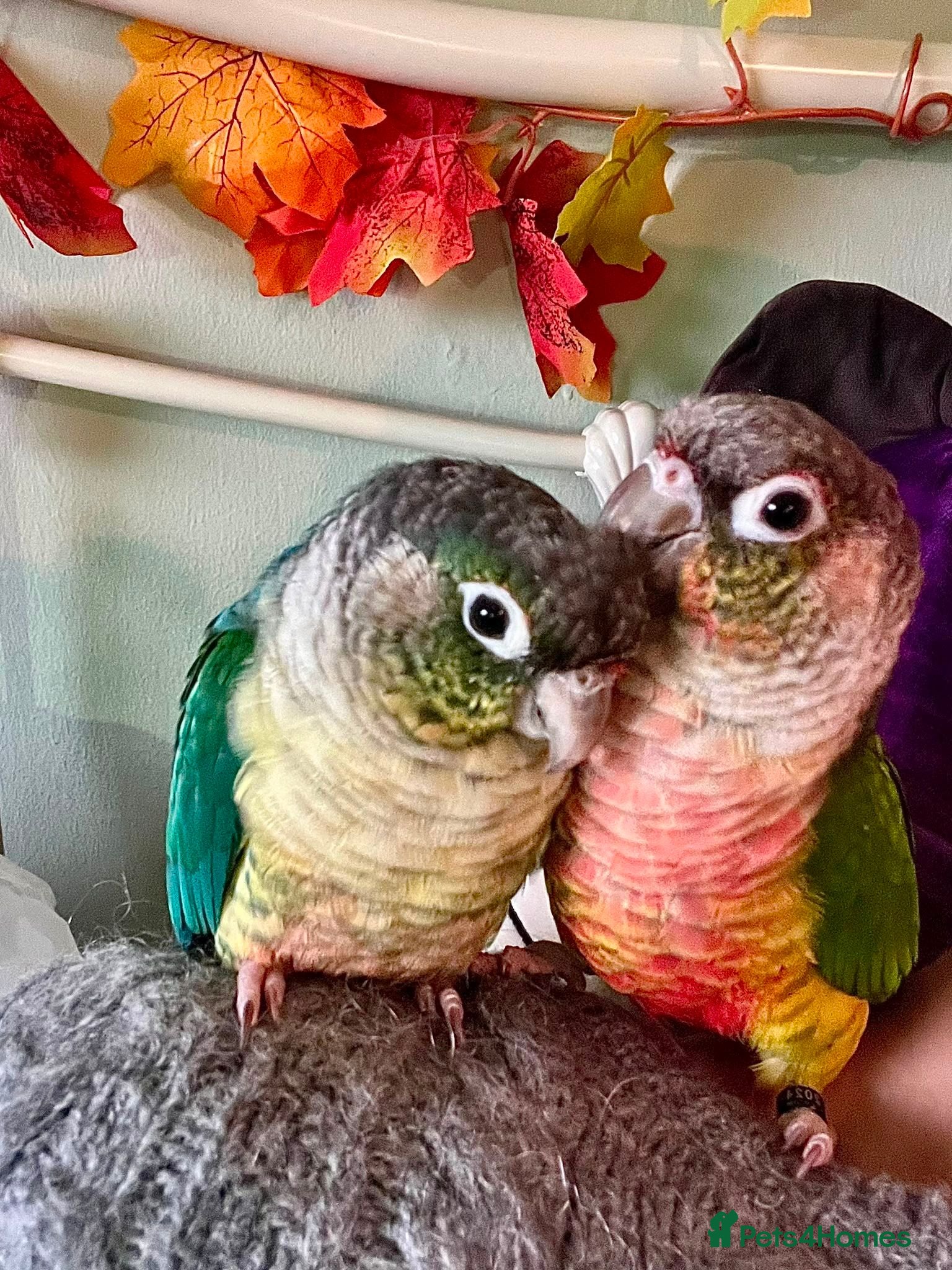 Conures birds Bonded pair of hand reared conures - Advert 13