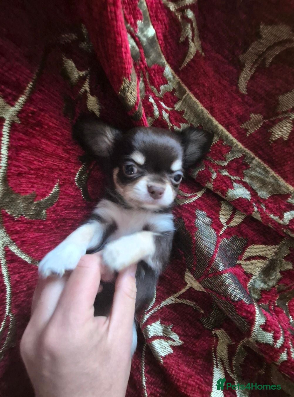 Chihuahua dogs Fully Health Tested Parents - Advert 8