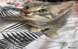 American Shorthair cats for sale: Kittens - Image 10