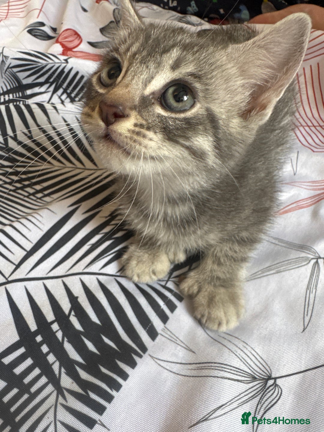 American Shorthair cats for sale: Kittens - Image 10