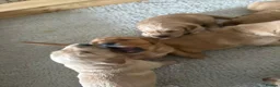 Golden Retriever dogs for sale: KC Working Line Golden Retriever Puppies - Advert 3