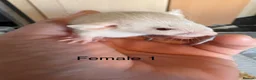 Rat rodents for sale: Mixed sex dwarf Dumbo Rats - Advert 14