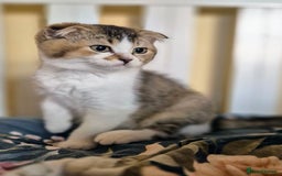 Scottish Fold cats for sale: TICA registered Scottish Fold ready to collect  - Image 23