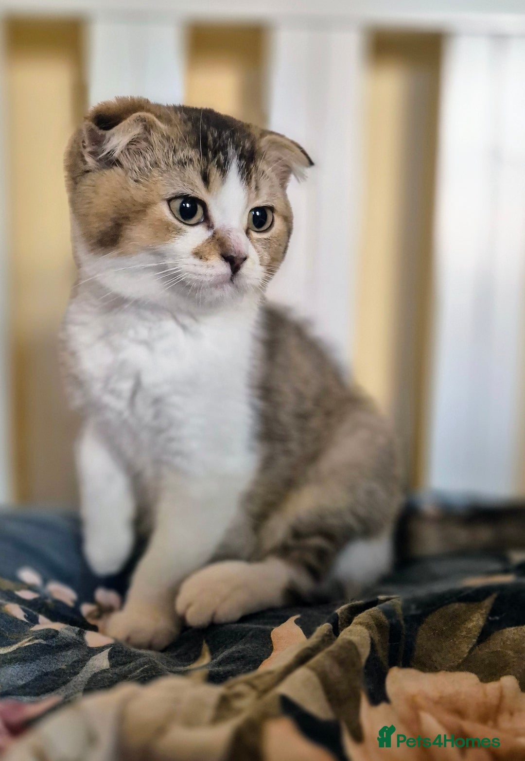 Scottish Fold cats for sale: TICA registered Scottish Fold ready to collect  - Image 23