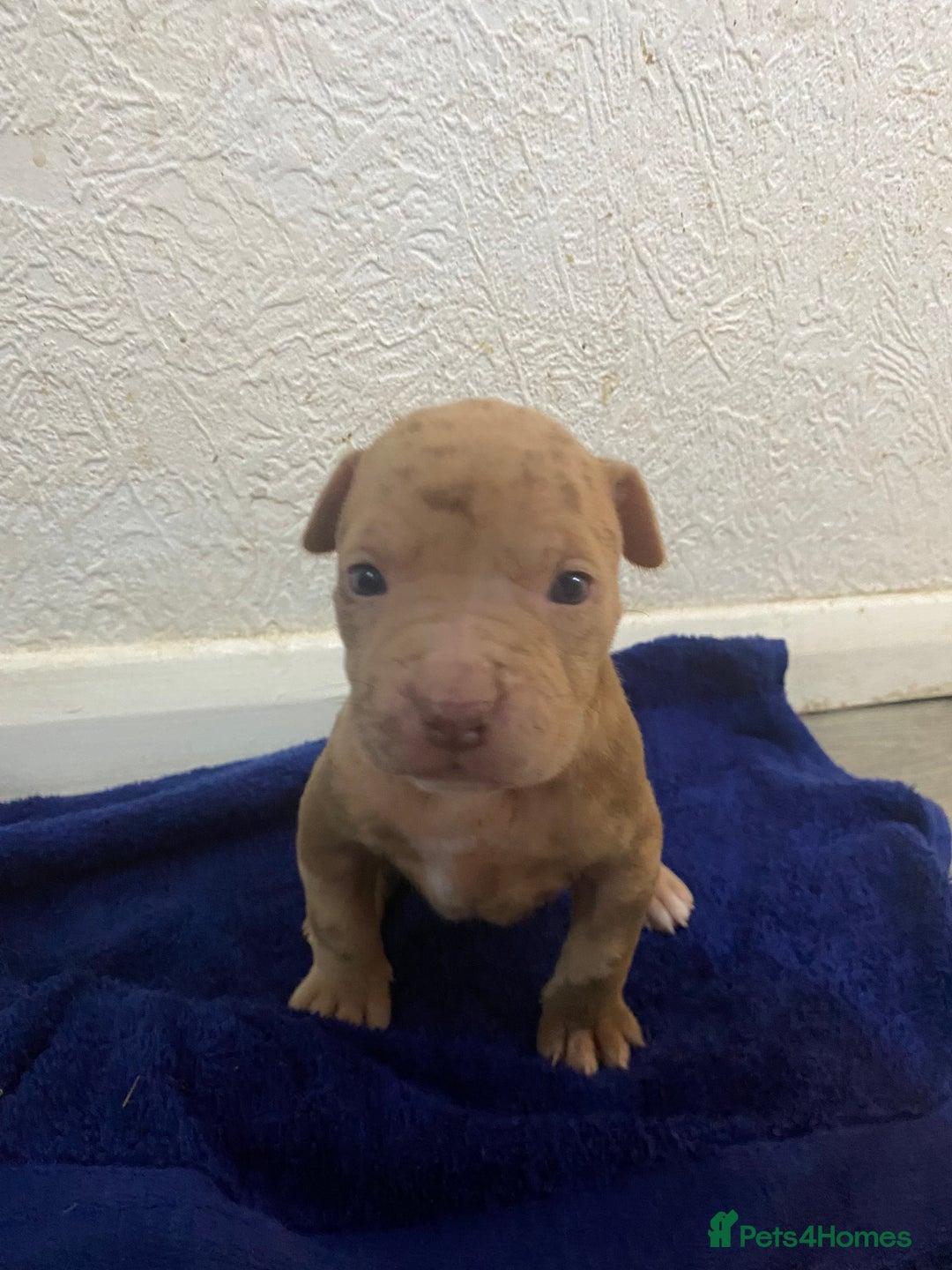 Mixed Breed dogs for sale: Staff puppies - Advert 6