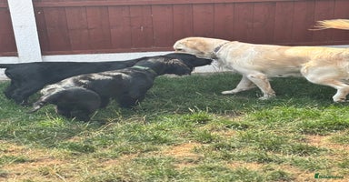 Mixed Breed dogs in Stourport-on-Severn - Advert 1