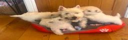West Highland Terrier dogs for sale: Beautiful West Highland Puppies - Advert 11