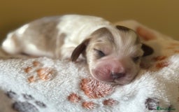 Cocker Spaniel dogs for sale: Stunning 5 Star KC  Show Cocker Spaniels - Image 25