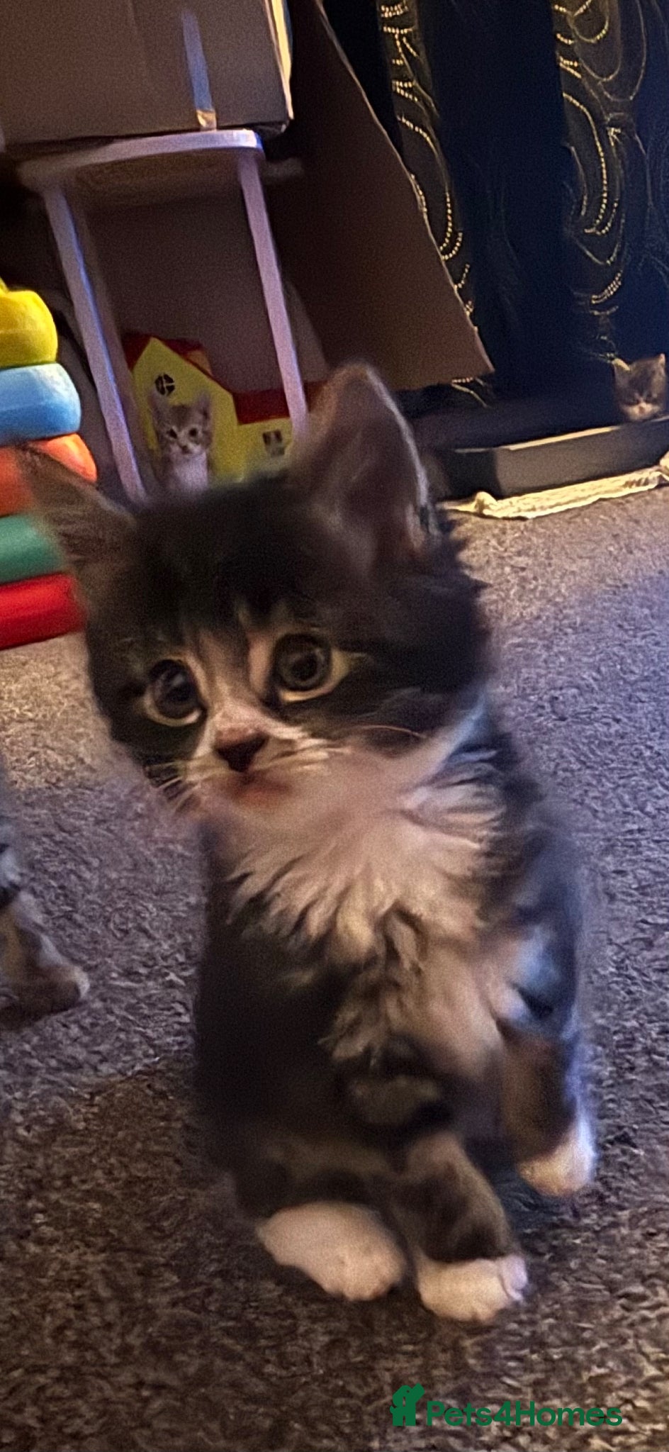 Mixed Breed cats for sale: Kittens - Advert 3