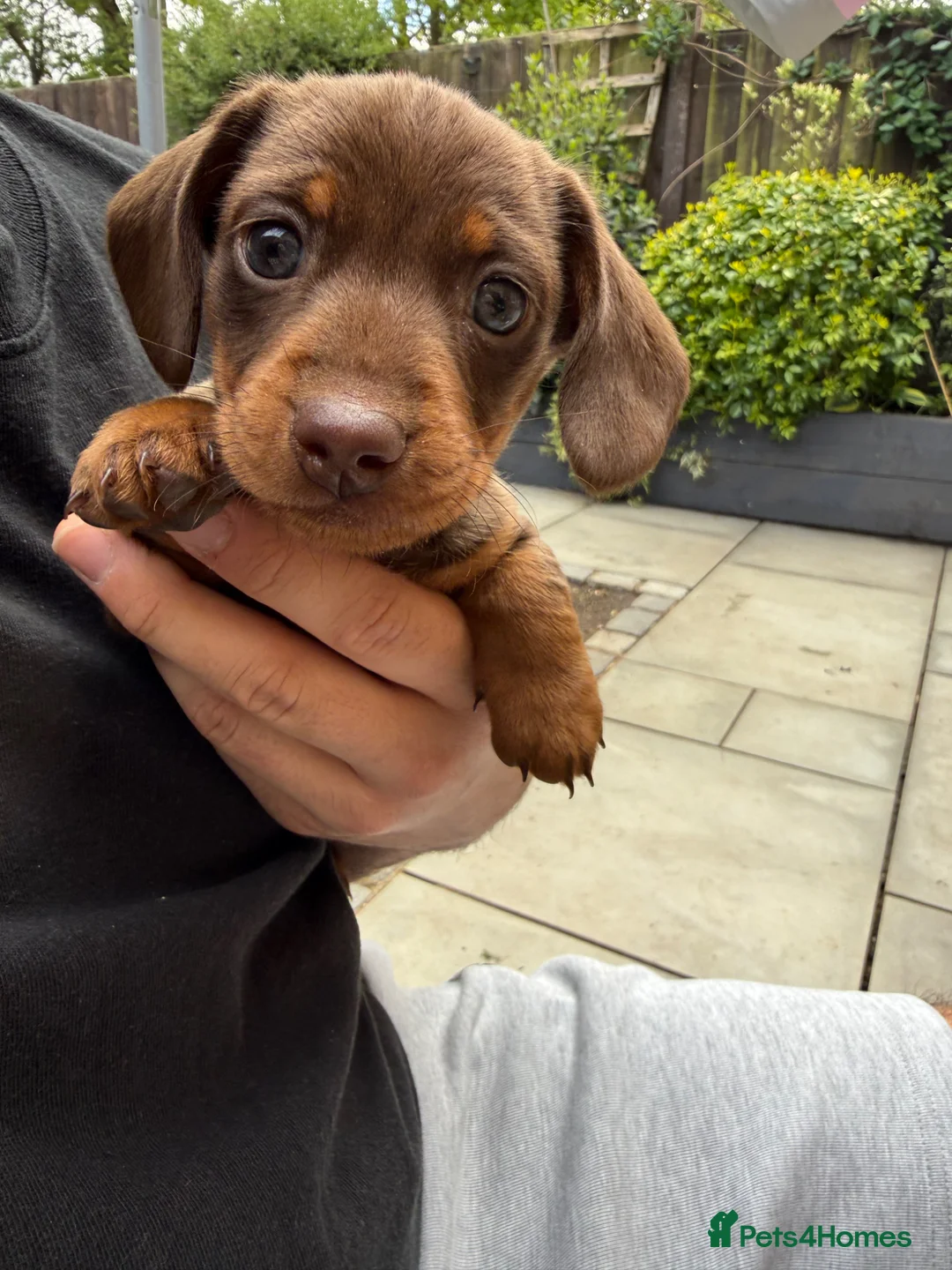 Miniature Dachshund dogs for sale: Beautiful light brown and tan female  - Advert 2