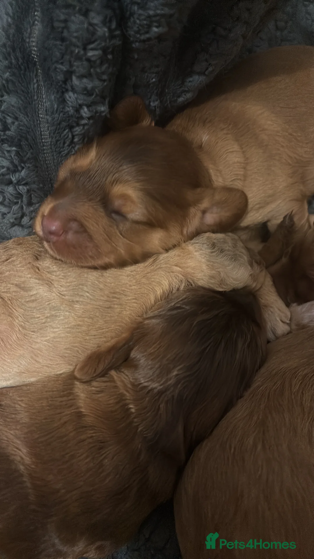 Cockapoo dogs for sale: 8 beautiful cockapoo puppies  - Advert 14