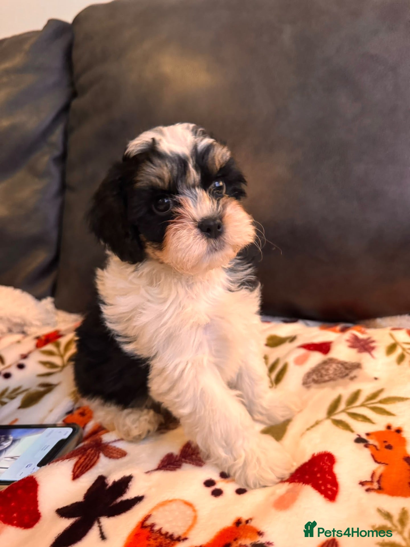 Shihpoo dogs Shihpoo puppies - Advert 2