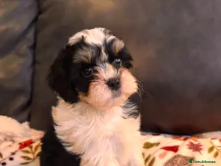 Shihpoo dogs Shihpoo puppies - Advert 2