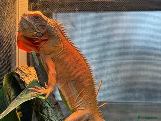 Iguana reptiles Iguana T Albino - Advert 1