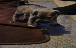 Miniature Schnauzer dogs for sale: Miniature Schnauzer puppies kc reg Ready to view - Image 13