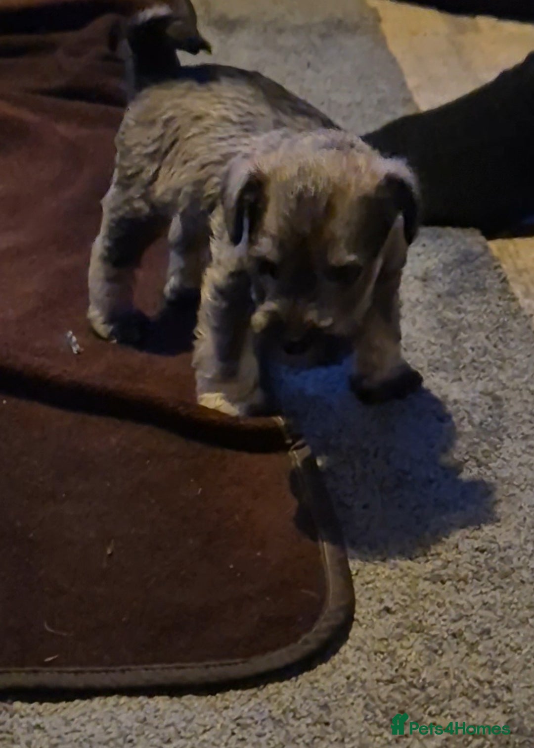 Miniature Schnauzer dogs for sale: Miniature Schnauzer puppies kc reg Ready to view - Image 13