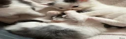 Mixed Breed cats for sale: 4 mainecoon x BSH kittens.  - Advert 3