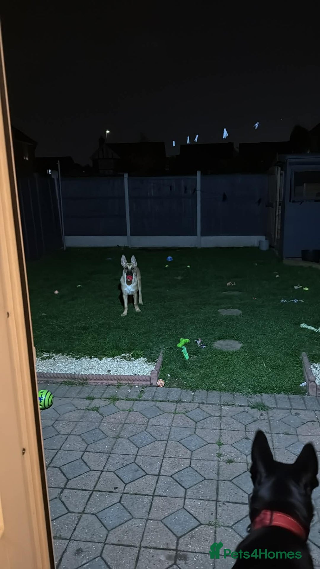 Belgian Shepherd Dog dogs for sale: Malinoise Female 9 month Old  - Advert 2