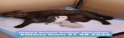 British Shorthair cats for sale: Variety of colours kittens Bradford  - Advert 27