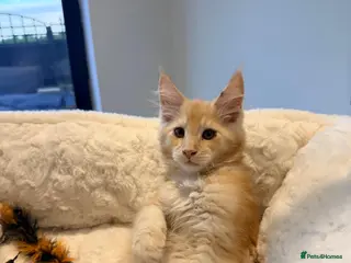 Maine Coon cats Stunning MaineCoon kittens - Advert 3