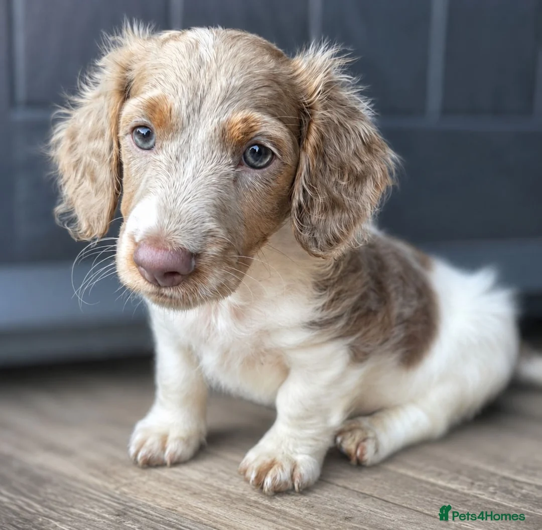 Miniature Dachshund dogs for sale: Isabella and Tan Piebald Long Hair Female - Advert 2