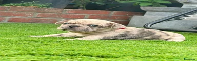 French Bulldog red