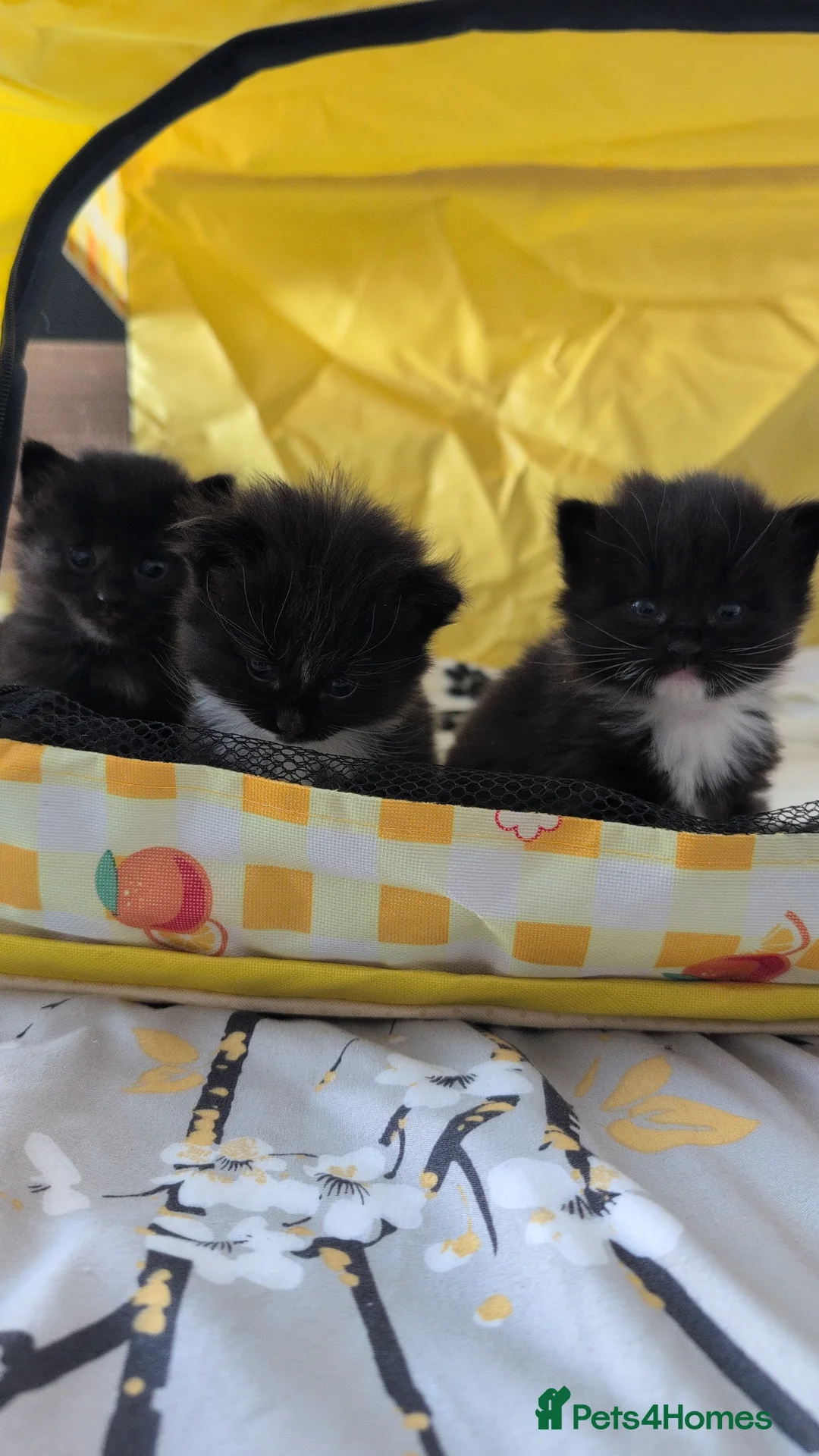 British Shorthair cats for sale: 3 British mixed breed kittens - Advert 2