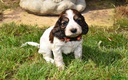 Cocker Spaniel dogs for sale: Kc Reg Cocker Spaniel Puppies Available - Image 11