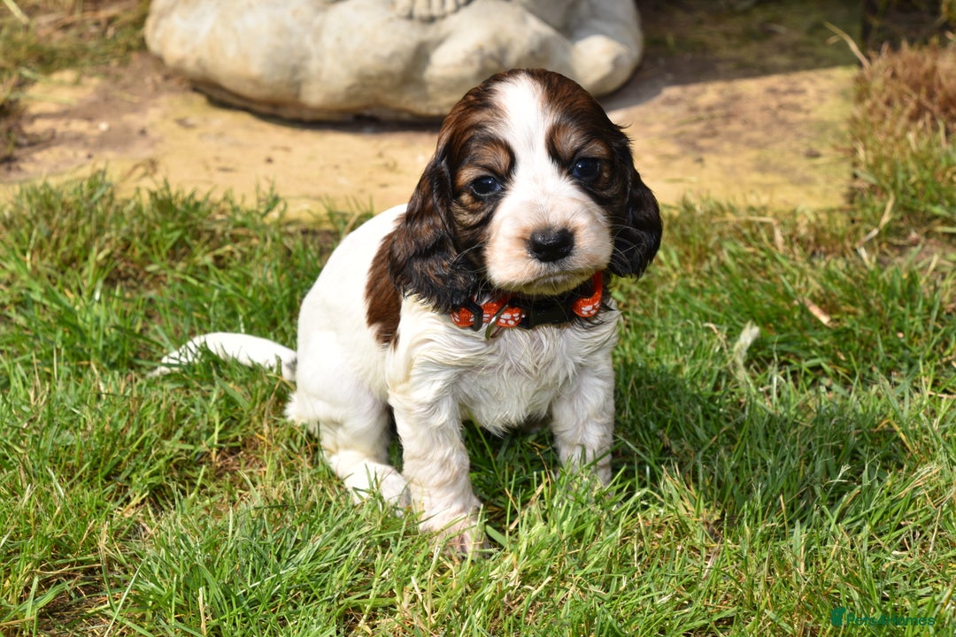Cocker Spaniel dogs for sale: Kc Reg Cocker Spaniel Puppies Available - Image 11