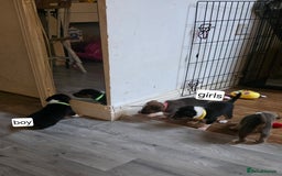 Mixed Breed dogs for sale: Beautiful collie x kelpie puppies  - Image 3