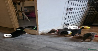 Mixed Breed dogs - Advert 1