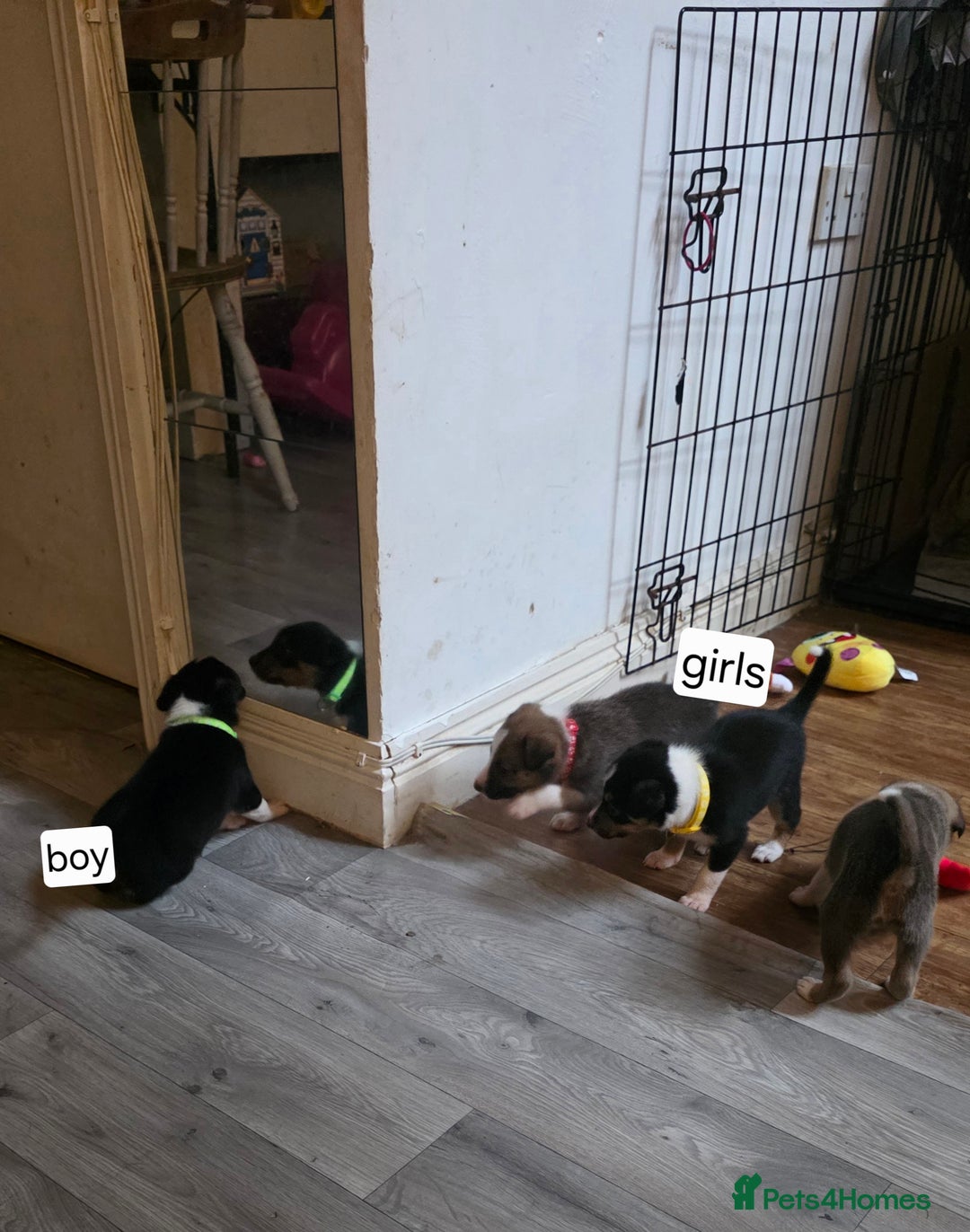 Mixed Breed dogs for sale: Beautiful collie x kelpie puppies  - Image 3