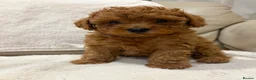 Cavapoo dogs for sale: Cavapoo puppies (Extensively health tested) F1b  - Advert 29