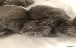 British Shorthair cats for sale: Shorthair x Maincoon kittens for sale - Image 12