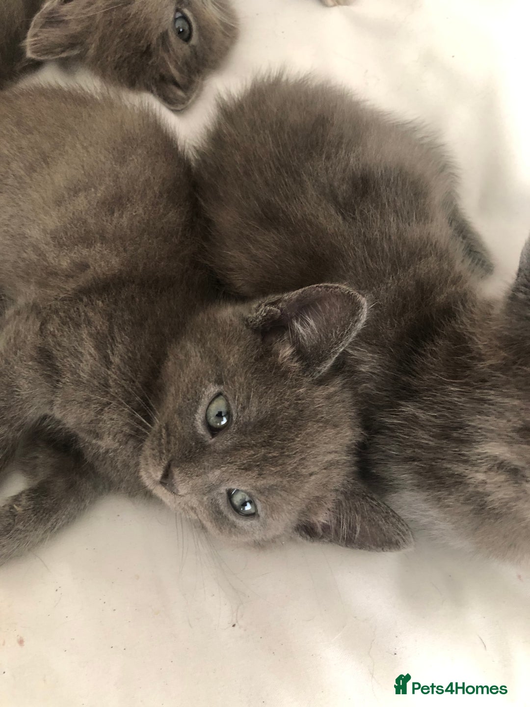 British Shorthair cats for sale: Shorthair x Maincoon kittens for sale - Image 12