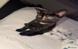 British Shorthair cats for sale: 5 beautiful kittens for sale  - Image 5