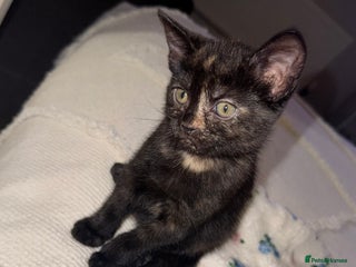 British Shorthair cats - Advert 10