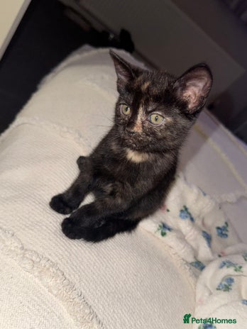 British Shorthair cats - Advert 7