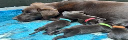 Labrador Retriever dogs for sale: KENNEL CLUB REGISTERED CHOCOLATE LABRADOR PUPPIES  - Advert 15
