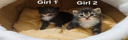 Mixed Breed cats for sale: 🐾❤️Cute tuxedo / tabby mix kittens ❤️🐾 - Advert 2