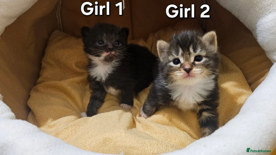 Mixed Breed cats for sale: 🐾❤️Cute tuxedo / tabby mix kittens ❤️🐾 - Advert 2