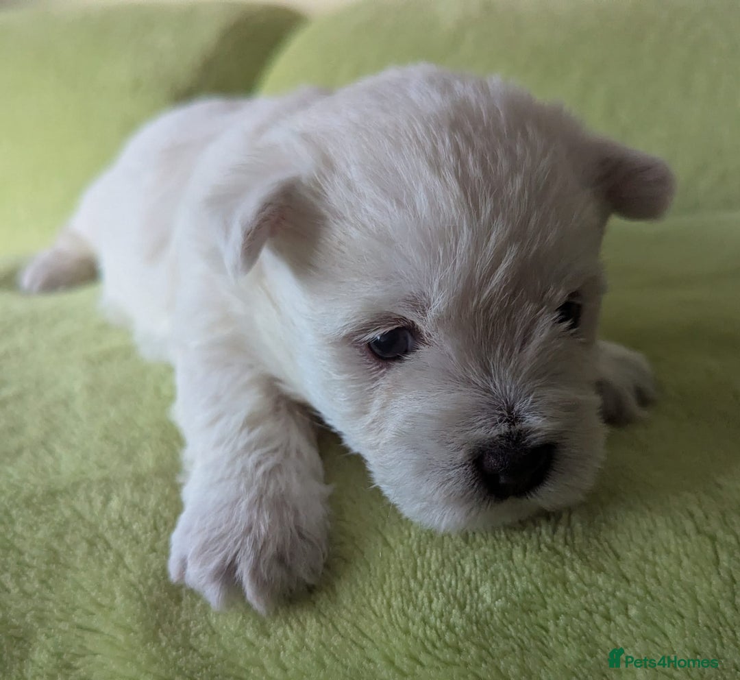 West Highland Terrier dogs for sale: Beautiful KC Registered White WestHighland Terrier - Advert 14