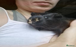 Guinea Pig rodents for sale: Beautiful American smooth coat  - Image 6