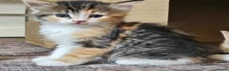 Mixed Breed cats for sale: 6 kittens  in Croydon - Advert 3
