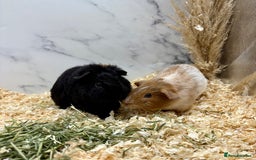 Guinea Pig rodents for sale: Multiple Baby Guinea Pigs for sale - Image 12