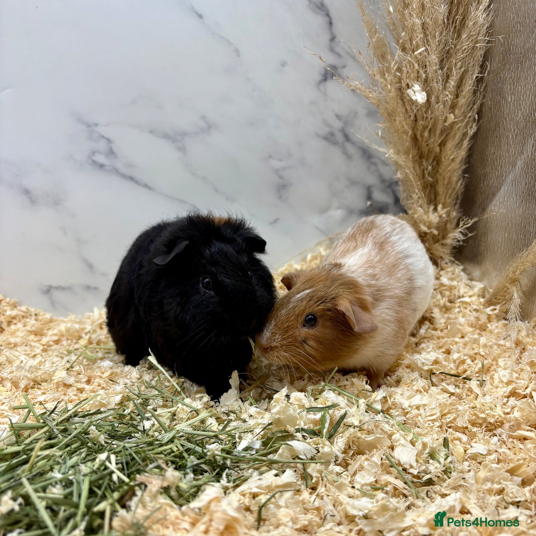 Guinea Pig rodents for sale: Multiple Baby Guinea Pigs for sale - Image 12